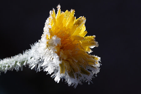 dandelion, ice flowers, frozen, frost, eiskristalle, winter, cold