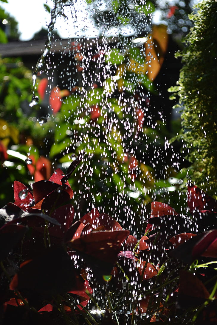 watering, water drops, plants, garden, nature, sri lanka, ceylon
