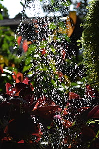 de riego, gotas de agua, plantas, jardín, naturaleza, Sri lanka, Ceilán
