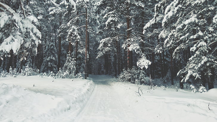 siauras, kelių, sniego, medžiai, miško, žiemą, medienos