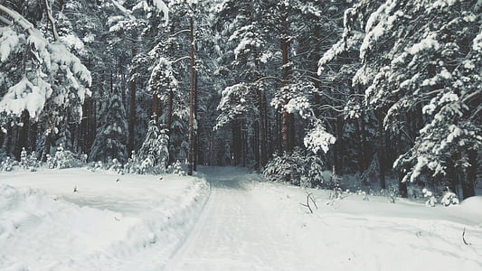 uske, ceste, snijeg, stabla, šuma, Zima, drvo