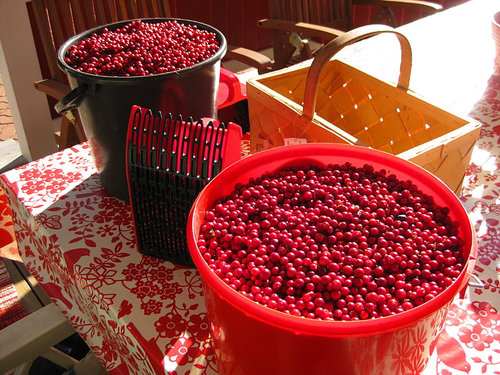 cowberry, bucket, noukkuri, pickers, red, food