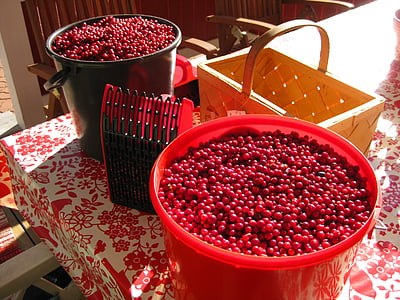 cowberry, bucket, noukkuri, pickers, red, food