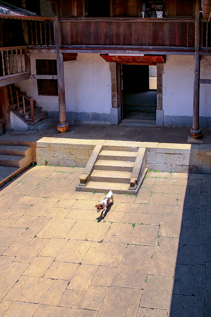 dog, saw, courtyard, steps have to, wall, white, ha giang