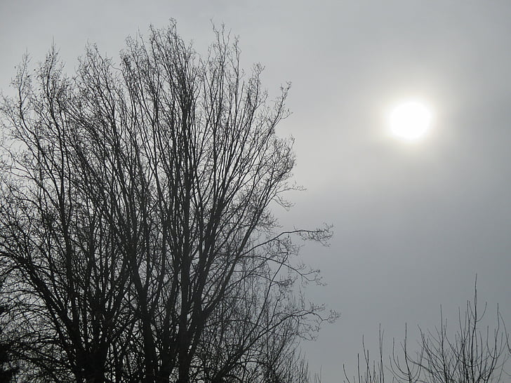 árbol, estética, naturaleza, sucursales de Sky, sol, hay niebla, incoloro