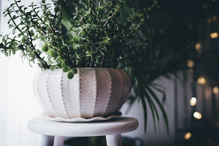 green, indoor, plant, white, ceramic, pot, plant pot