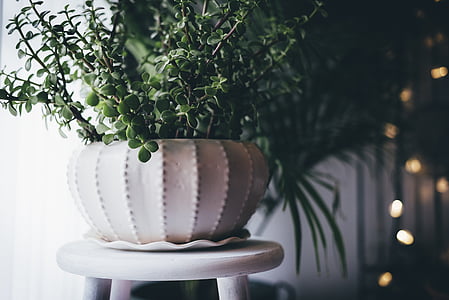 绿色, 室内, 植物, 白色, 陶瓷, 壶, 花盆