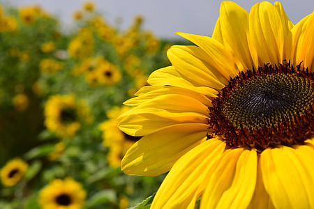 bunga matahari, bidang bunga matahari, kuning, musim panas, Blossom, mekar, bunga