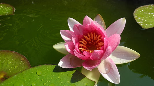 water lily, vijver, waterplant, natuur, Blossom, Bloom, meer rose