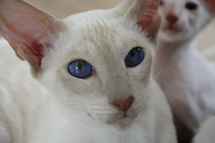 gato, olhos, azul, Olha, gatinho, gato siamês, peles