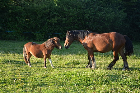 kůň, Pony, před rokem, prérie, koně, hnědá, zvířata