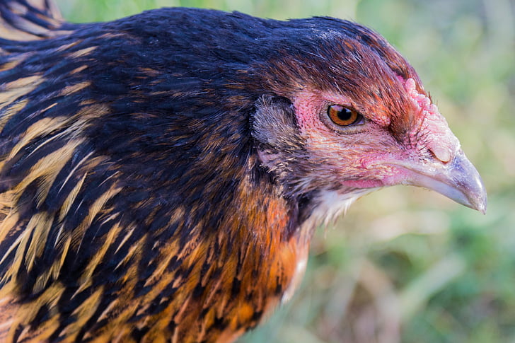 ayam, berkembang biak ayam, burung, pertanian, tagihan, unggas, pertanian