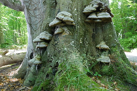 urechi de lemn, copac, ciuperci de copac