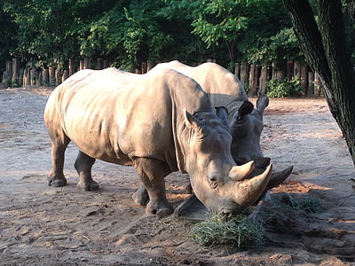 Zoo di, animali, Rhino, fauna selvatica, natura, selvaggio, animali dello Zoo