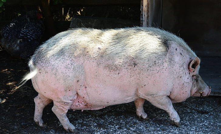 горщик-пузатий свиня, ПЕТ, Масивні, сповільнити, свиня, тварини, Тваринництво