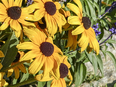flor de con, gira-sol, planta, natura, groc, macro, close-up