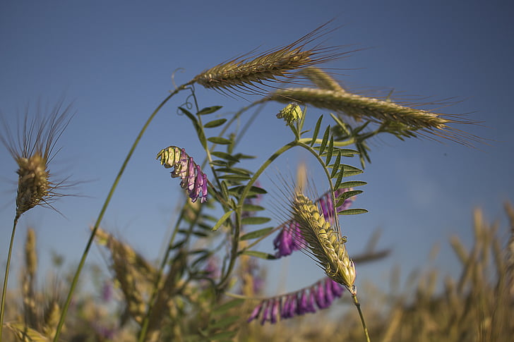 l'estiu, blat de moro, collita, baralles, cel, natura, l'agricultura