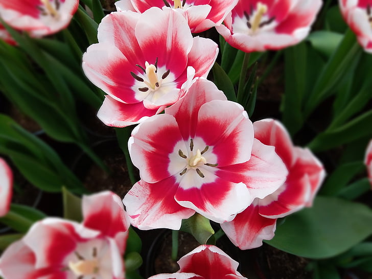 Tulipán, květiny, růžové květy, květ, růžová barva, žádní lidé, závod