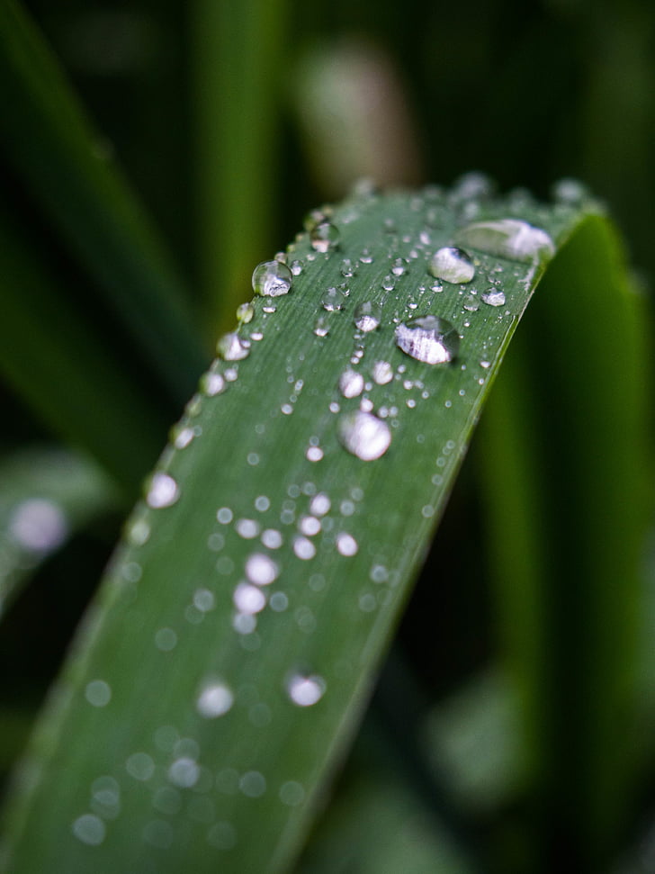 close-up, leaf, macro, nature, plant, raindrops, drop