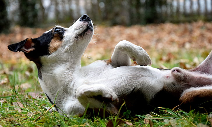 สุนัข, ความกังวล, ทุ่งหญ้า, ฤดูใบไม้ร่วง, ขนาดเล็ก, หวาน, สนุก