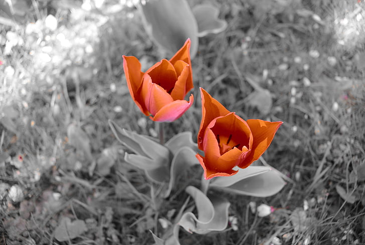 Tulip, bunga, merah, alam, Flora, musim semi, Taman