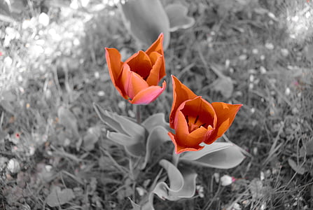 Tulipani, fiori, rosso, natura, Flora, primavera, giardino