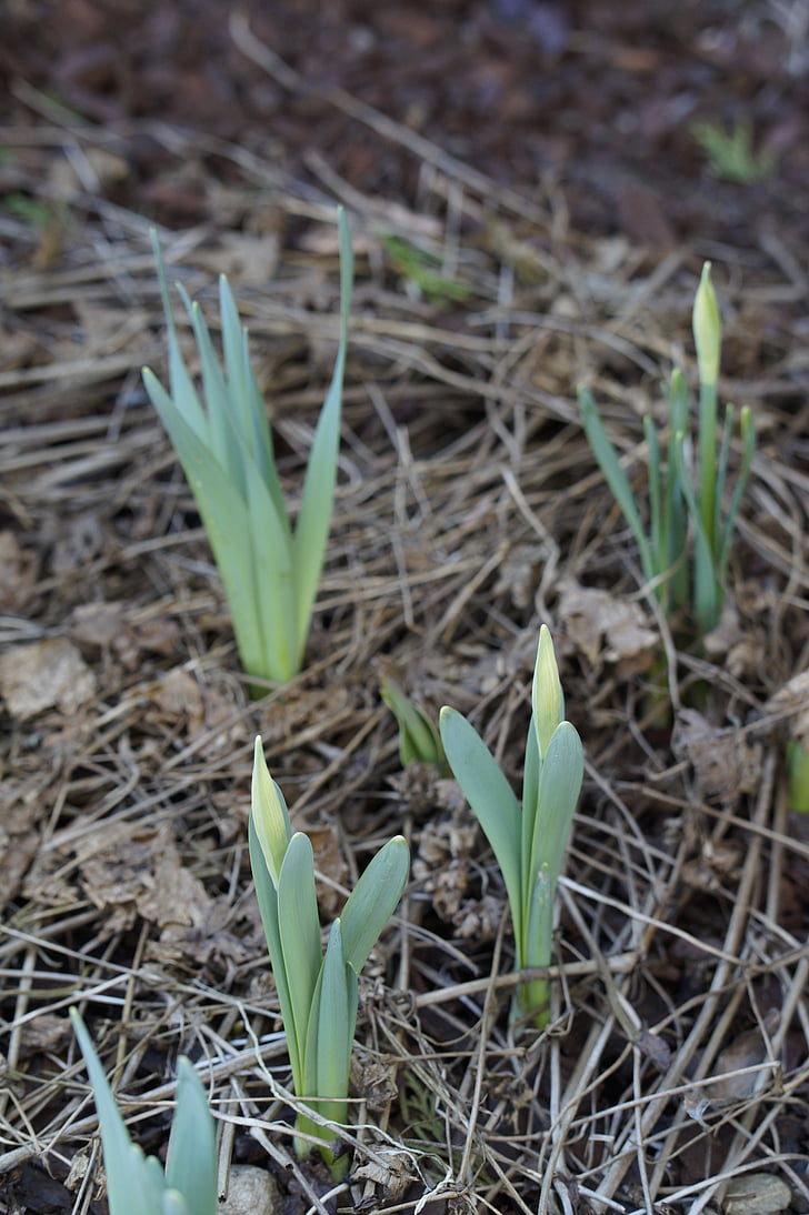 Tulip roślin, tulipany, Pączek, Tulip pąki, początku gafa, ogród, wiosna
