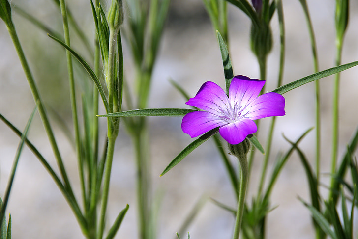 blossom, bloom, purple, plant, nature, flower