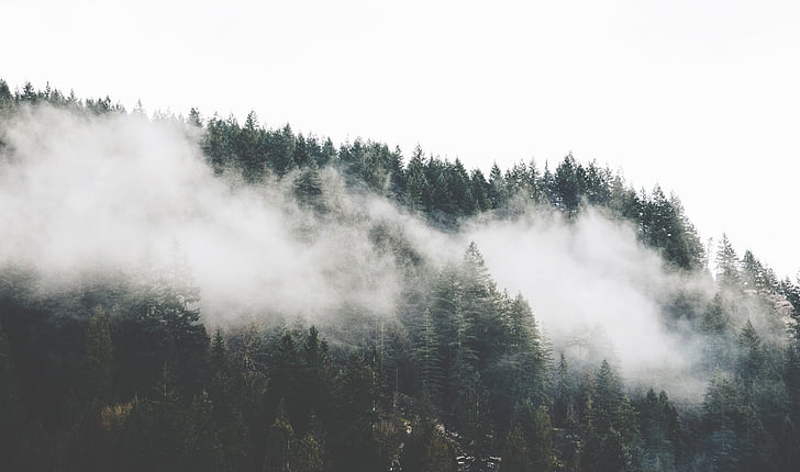 fog, forest, mountain, nature, pine trees, trees, no people