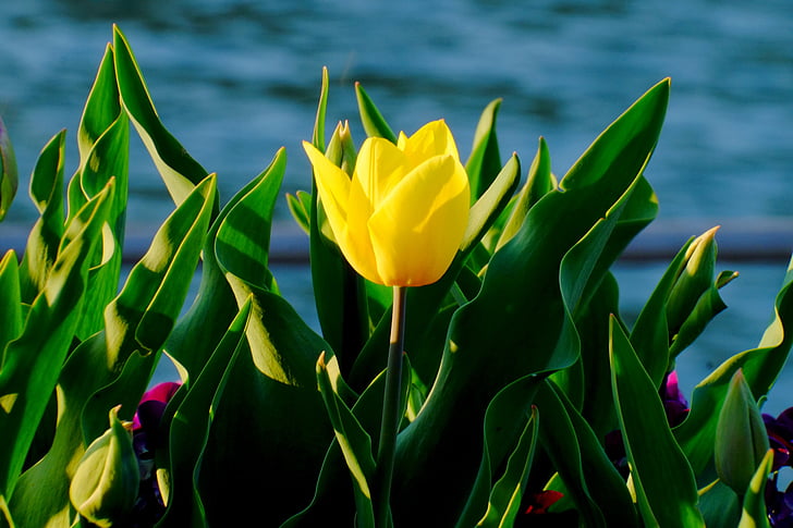 Tulip, gul, våren, blommor, snittblommor, vårblomma, gula blommor