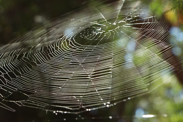 spinrag, spin, Web, natuur, insect, vliegtuig, onder boom