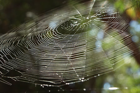 Spiderweb, spindel, webben, naturen, insekt, plan, under träd