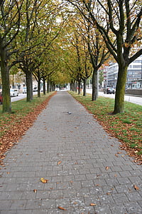 Göteborg, tardor, carrer, a peu, fulles de tardor, fulla, anar