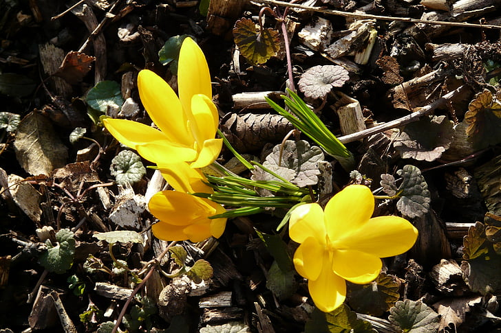 Crocus, kuning, musim semi, mekar, bunga