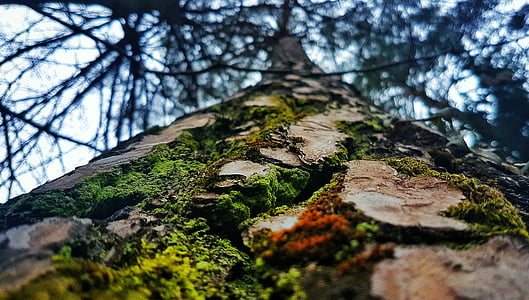 tree, green, bark, forest, woods, moss, nature