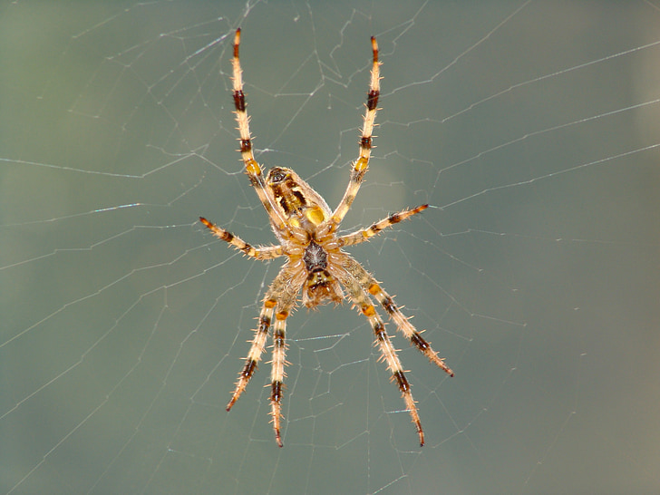 nhện, động vật, Thiên nhiên, cobweb, Sân vườn