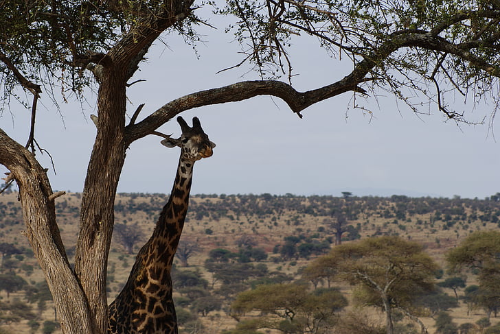 giraffe, nature, wildlife, animal, mammal