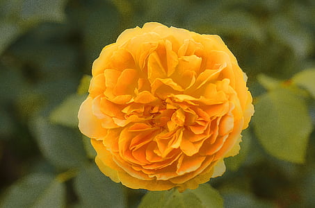 Dahlia, žltá, kvet, jar, Petal, kvet, Záhrada