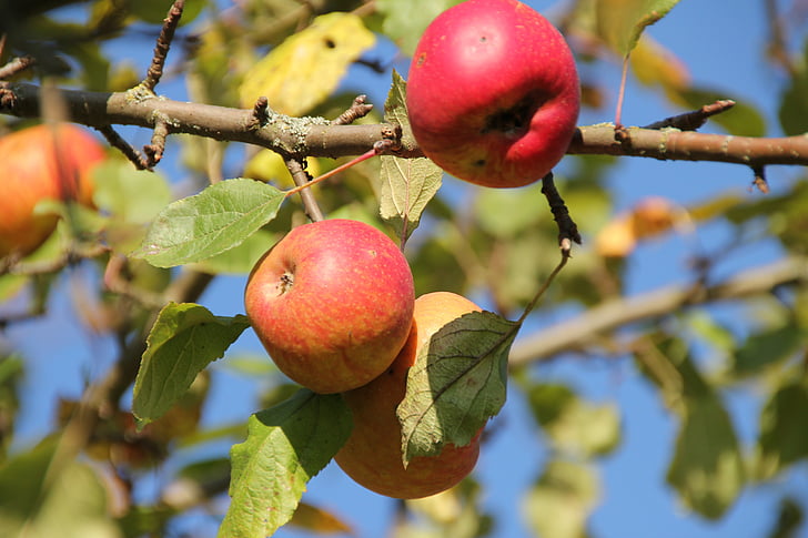 ябълка, плодове, плодно дърво
