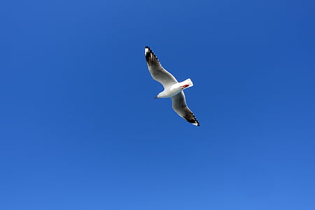 seagull, birds, wing, new, seabirds, sea, sky