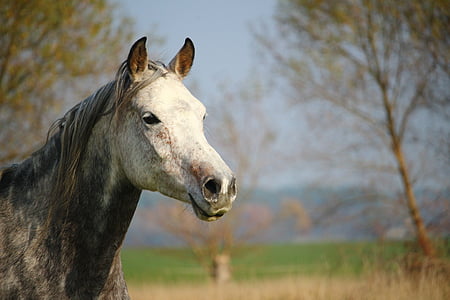 horse, mold, thoroughbred arabian, mare, pasture, mane, nature