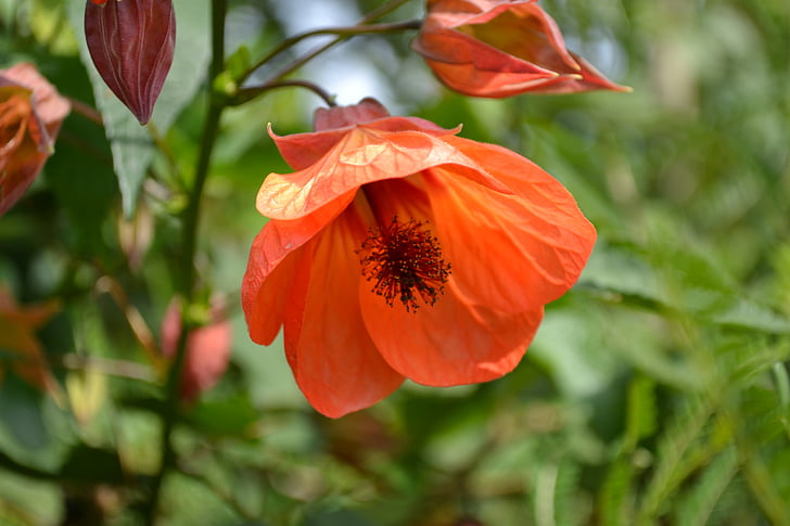 Abutilon, malva, flor, vermelho, malva da Índia, laranja, Malvales