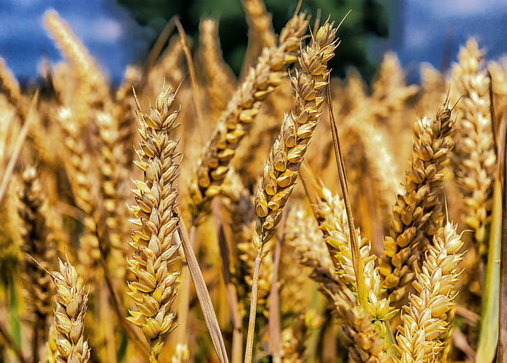 wheat, grain, cereals, spike, close, cornfield, food