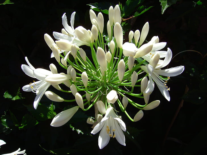 Agapanthus, Funchal, Madeira, Portugalsko, kvet, Ostrov kvetov, Flora