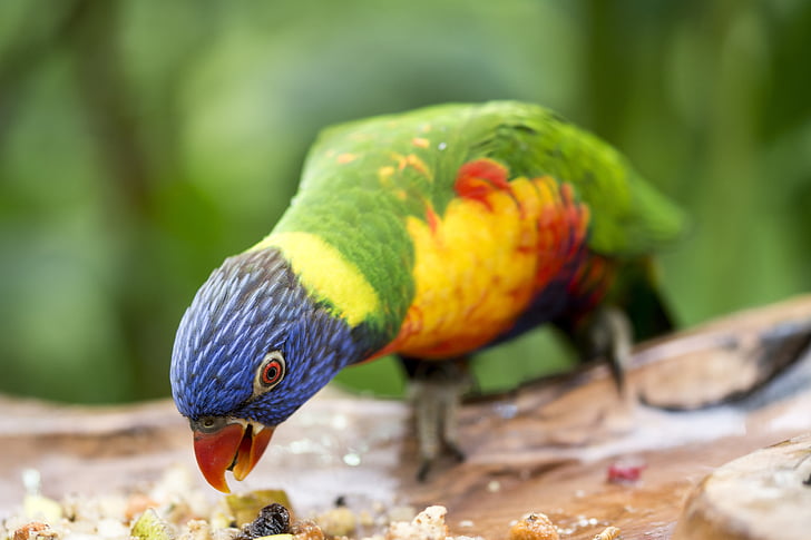 папагал, птица, хранене, природата, цвят, тропически, дива природа