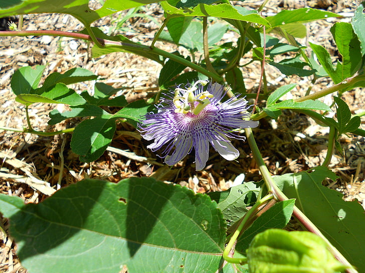 Passionflower, Hoa, màu tím, lá, Thiên nhiên, mùa hè, sáng sủa