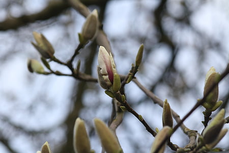 magnolia, blossom, bloom, tree, pink, flowers, spring