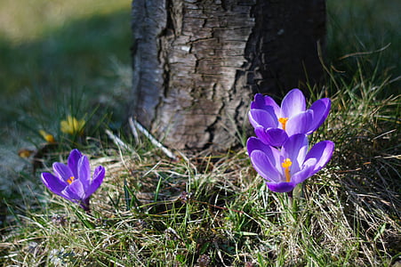 Crocus, púrpura, primavera, flor, floración, flor, flor de primavera