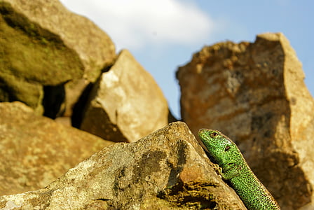 nature, the lizard, animal, the creation of, sand lizard, reptiles, animals