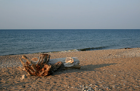 madeira petrificada, linha de costa, praia, areia, paisagem, plano de fundo, natureza
